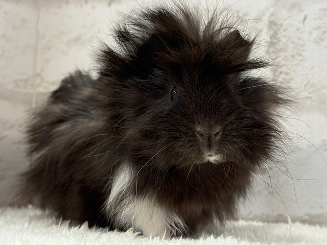 ふわふわさらさら〜🐹🌿ペルビアンモルモット(男の子)