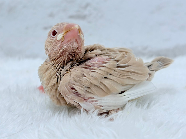 ふんわり柔らか.*･ﾟシナモン文鳥 ヒナ