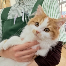 最新画像📸マンチカン（レッドタビー&ホワイト）女の子♪美人さん✨トンネルって楽しいよ🎶