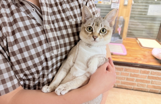 最新画像📸シンガプーラ(セピアアグーティ)男の子♫世界最小の猫ちゃん😼 シンガプーラ