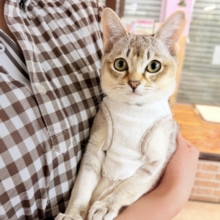 最新画像📸シンガプーラ（セピアアグーティ）男の子♫世界最小の猫ちゃん😼