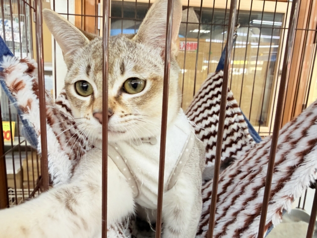 最新画像📸シンガプーラ(セピアアグーティ)男の子♫世界最小の猫ちゃん😼 シンガプーラ