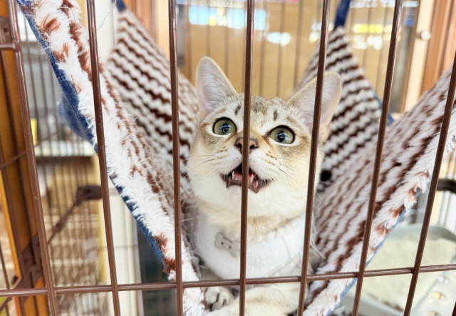 最新画像📸シンガプーラ(セピアアグーティ)男の子♫世界最小の猫ちゃん😼 シンガプーラ