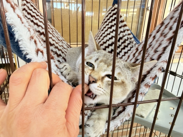 最新画像📸シンガプーラ(セピアアグーティ)男の子♫世界最小の猫ちゃん😼 シンガプーラ