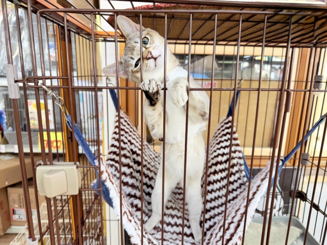 最新画像📸シンガプーラ(セピアアグーティ)男の子♫世界最小の猫ちゃん😼 シンガプーラ