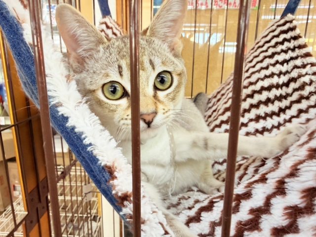 最新画像📸シンガプーラ(セピアアグーティ)男の子♫世界最小の猫ちゃん😼 シンガプーラ