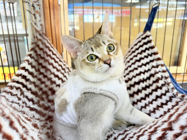 最新画像📸シンガプーラ(セピアアグーティ)男の子♫世界最小の猫ちゃん😼 シンガプーラ