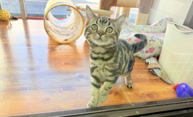 最新画像📸アメリカンショートヘアー(ブラウンタビー)女の子♪キティランデビューしています😼 アメリカンショートヘア