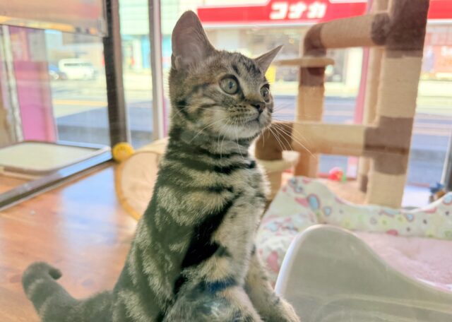 最新画像📸アメリカンショートヘアー(ブラウンタビー)女の子♪キティランデビューしています😼 アメリカンショートヘア