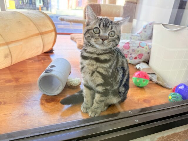 最新画像📸アメリカンショートヘアー(ブラウンタビー)女の子♪キティランデビューしています😼 アメリカンショートヘア