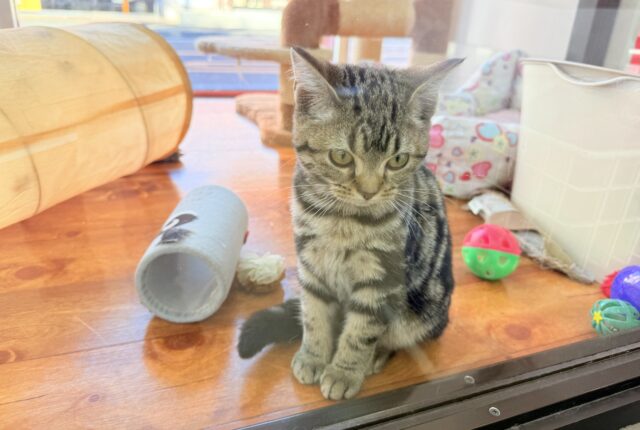 最新画像📸アメリカンショートヘアー(ブラウンタビー)女の子♪キティランデビューしています😼 アメリカンショートヘア