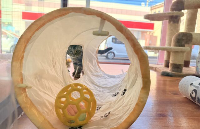 最新画像📸アメリカンショートヘアー(ブラウンタビー)女の子♪キティランデビューしています😼 アメリカンショートヘア