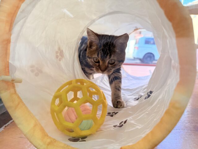 最新画像📸アメリカンショートヘアー(ブラウンタビー)女の子♪キティランデビューしています😼 アメリカンショートヘア