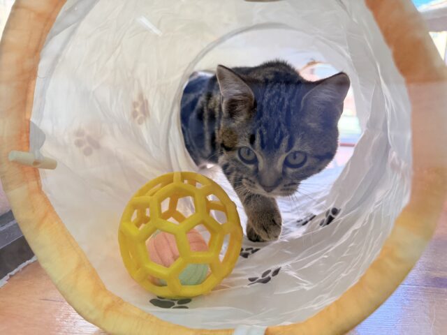 最新画像📸アメリカンショートヘアー(ブラウンタビー)女の子♪キティランデビューしています😼 アメリカンショートヘア