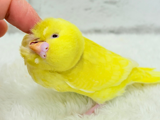 きらきらスマイル‪☆セキセイインコ(ルチノー) ヒナ