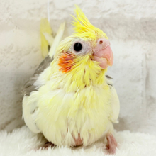 まんまるくりくりキュートフェイス♡オカメインコ(パイド) ヒナ