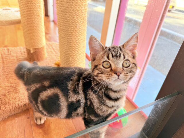 アメリカンショートヘア