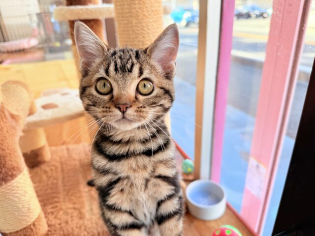最新画像📸アメリカンショートヘアー(ブラウンタビー)女の子♪キティランデビューしています😼 アメリカンショートヘア