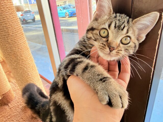 最新画像📸アメリカンショートヘアー(ブラウンタビー)女の子♪キティランデビューしています😼 アメリカンショートヘア