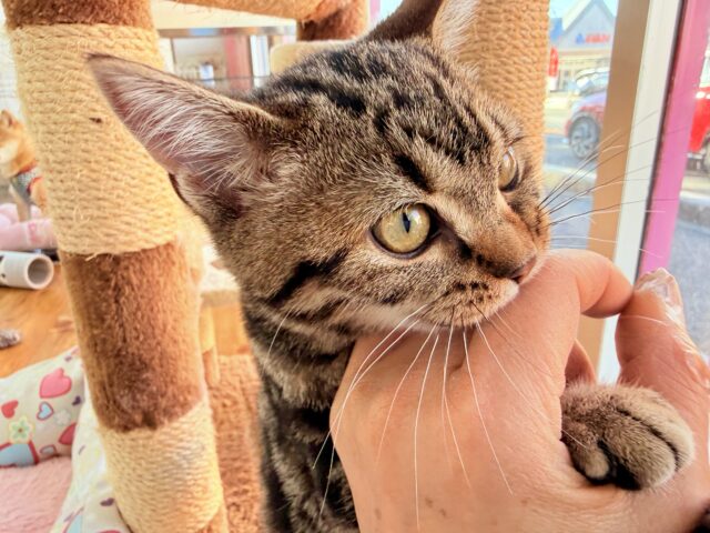 最新画像📸アメリカンショートヘアー(ブラウンタビー)女の子♪キティランデビューしています😼 アメリカンショートヘア