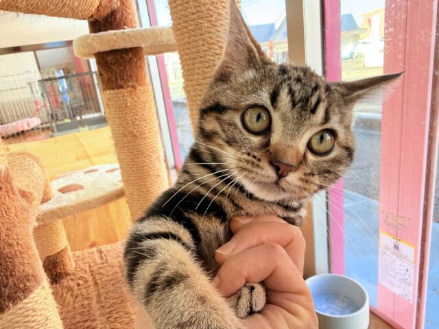 アメリカンショートヘア