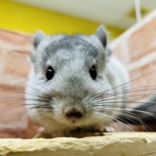 小顔でとっても可愛いチンチラちゃんがやってきましたよ～💗💗💗　（パイド）