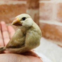 ミルクティーカラーの文鳥さんがやってきましたよ～💛💛💛　シナモン文鳥
