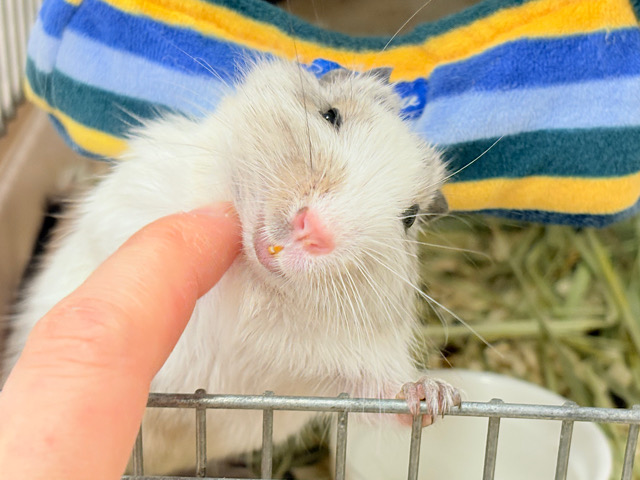 まんまるもちもち🐭🌿💖デグー(パイド) 女の子