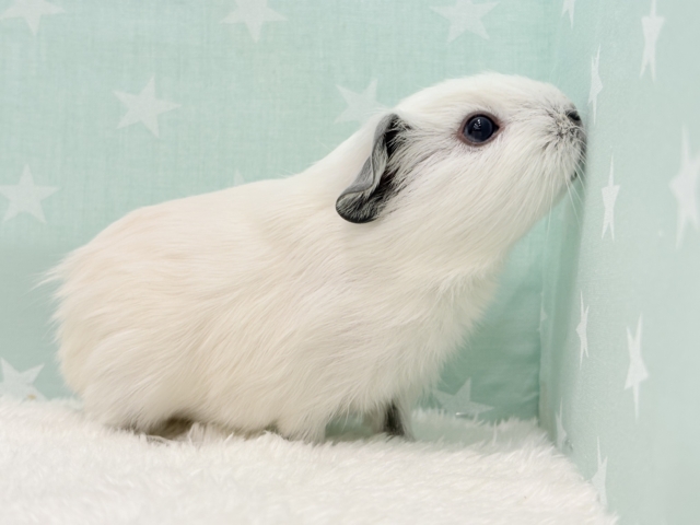 ロシアンスモークモルモット