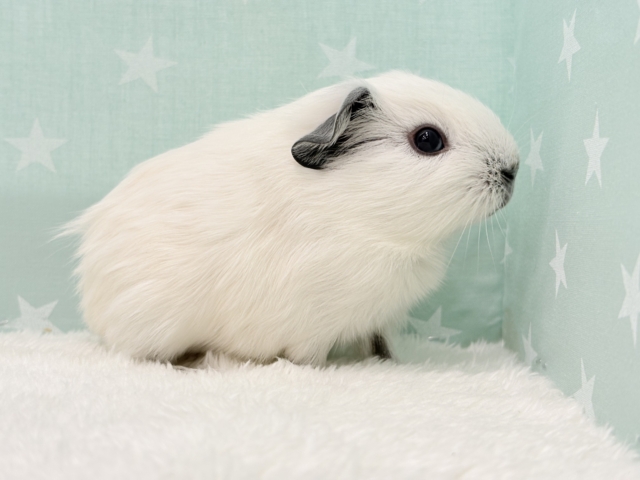 ロシアンスモークモルモット