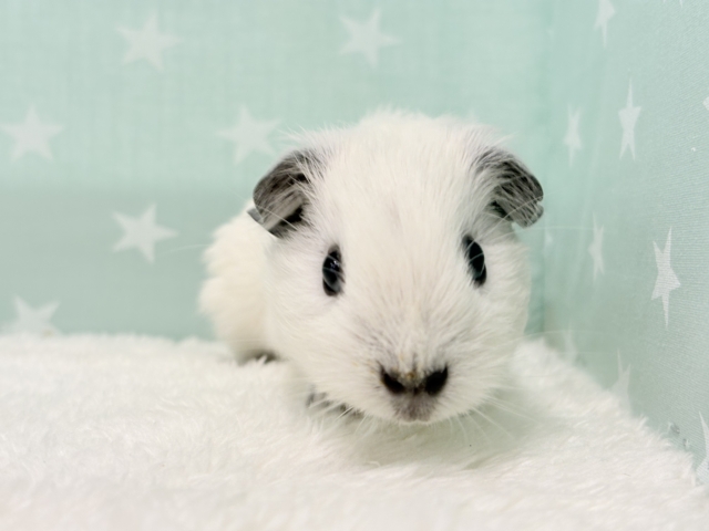 ロシアンスモークモルモット