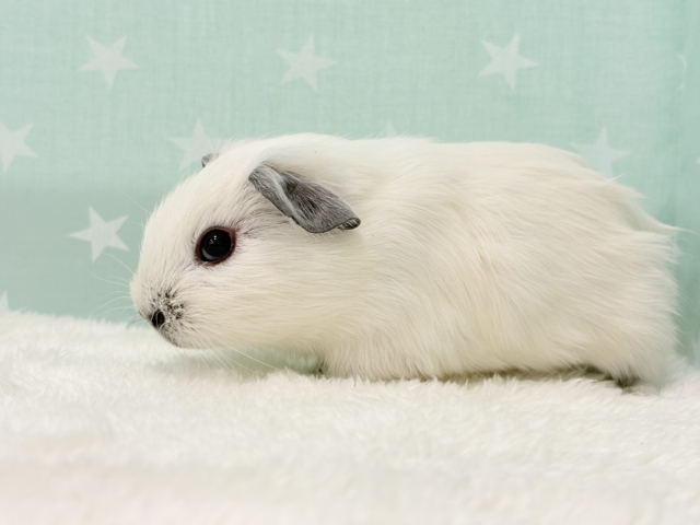 ロシアンスモークモルモット