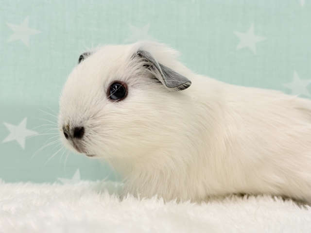 ロシアンスモークモルモット