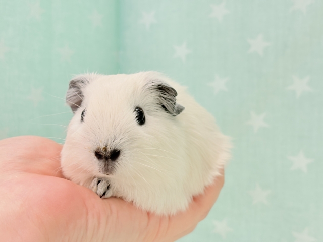 ロシアンスモークモルモット