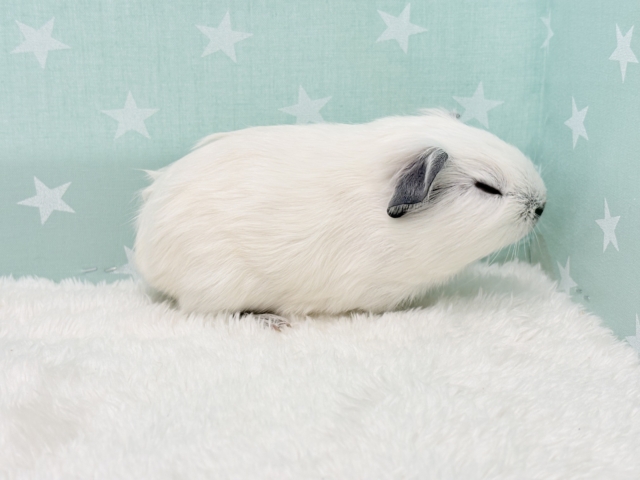 ロシアンスモークモルモット