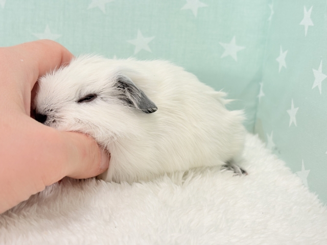 ロシアンスモークモルモット