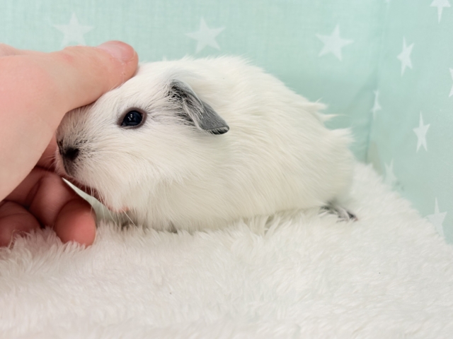 ロシアンスモークモルモット