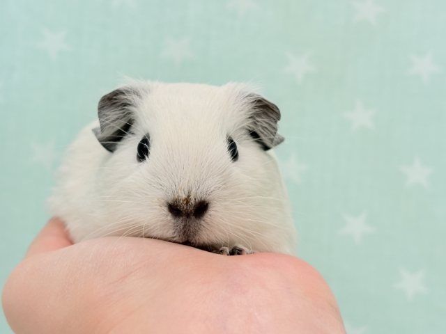 ロシアンスモークモルモット