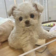 人が好きすぎてごめんなちゃい♥チワプーちゃん！