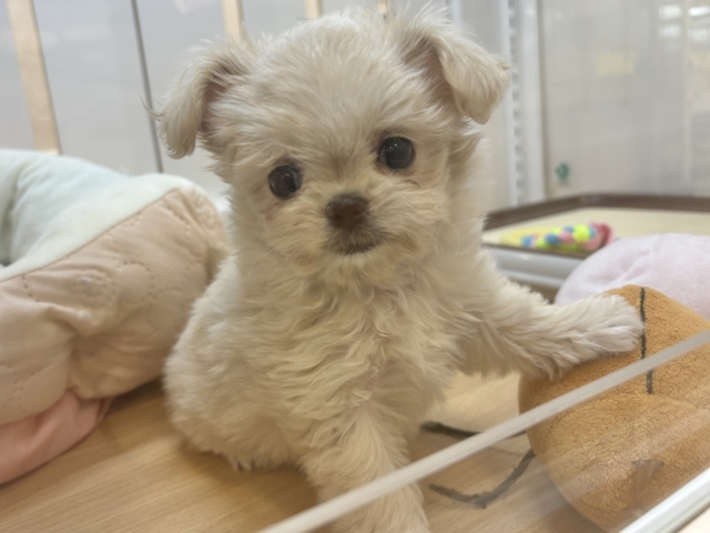 人が好きすぎてごめんなちゃい♥チワプーちゃん！