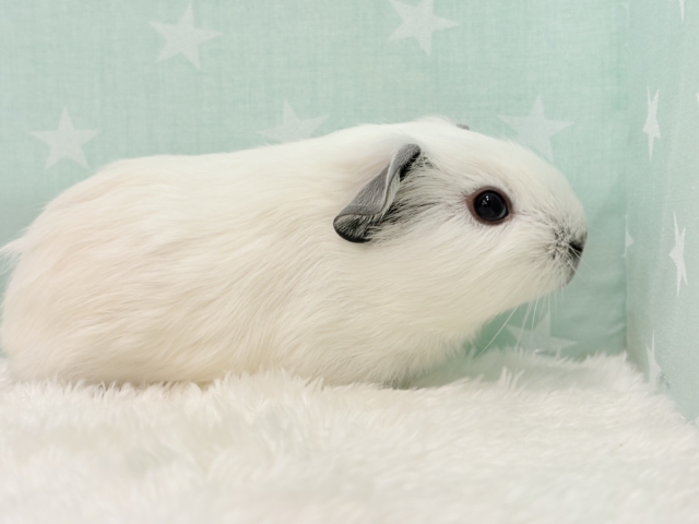 ロシアンスモークモルモット