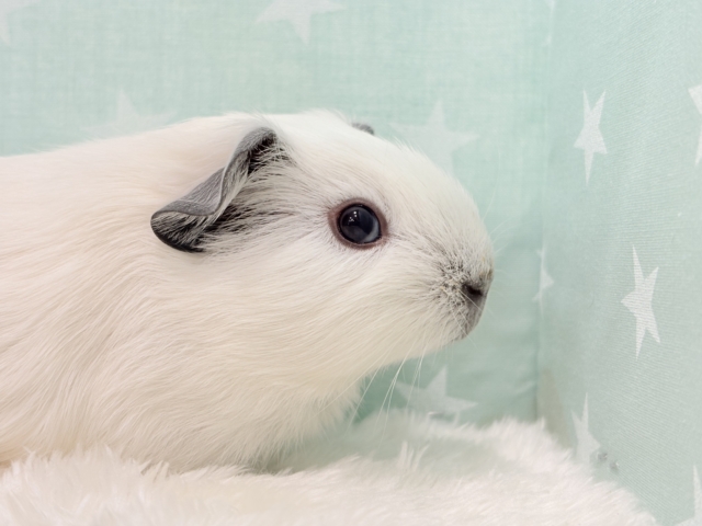 ロシアンスモークモルモット