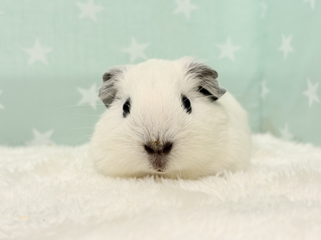 ロシアンスモークモルモット