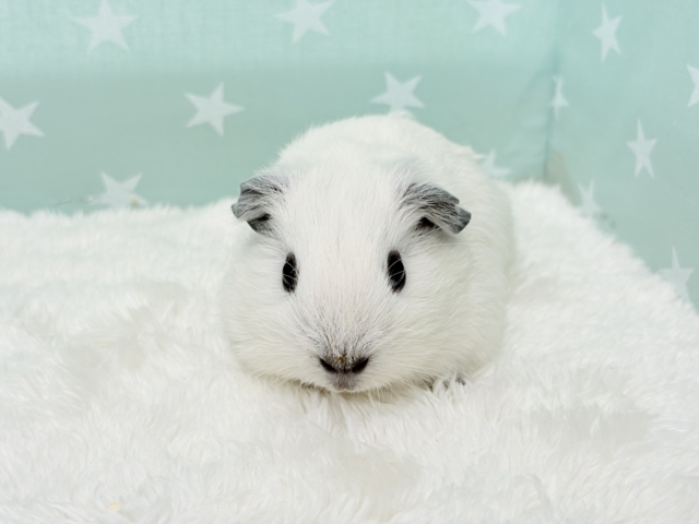 ロシアンスモークモルモット