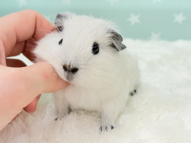 ロシアンスモークモルモット