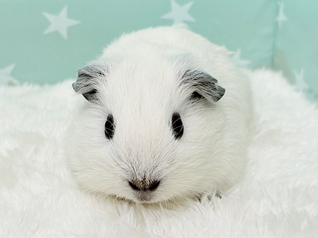 ふわもち🐹🤍豆大福ちゃん🍬🍵ロシアンスモークモルモット(男の子)