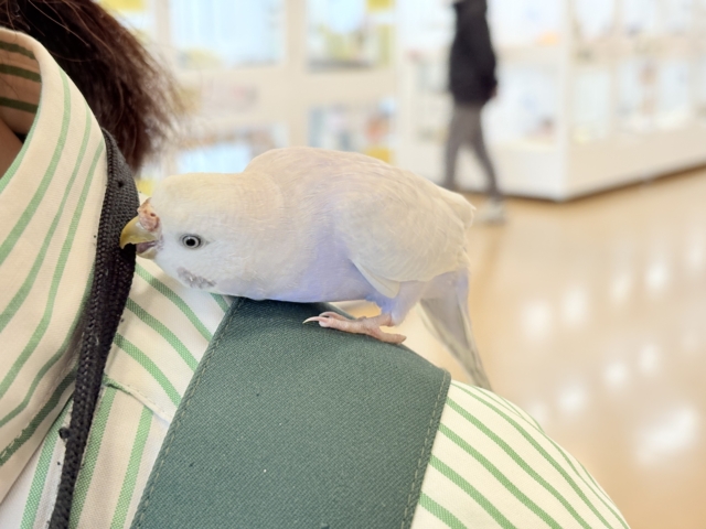セキセイインコ