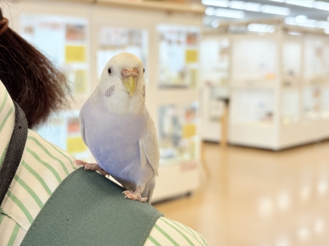 セキセイインコ