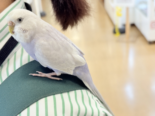 セキセイインコ