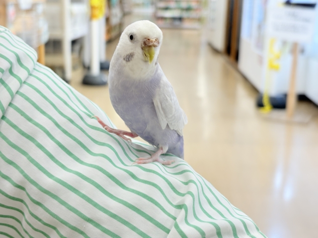 セキセイインコ